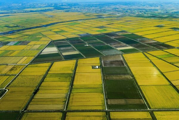 European Rice